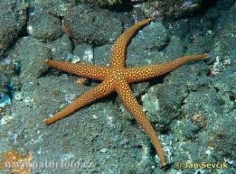 images_029